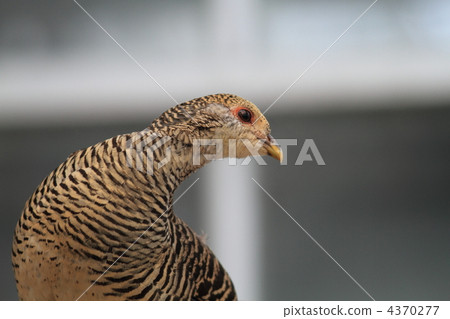 錦雞 錦雞 4370277