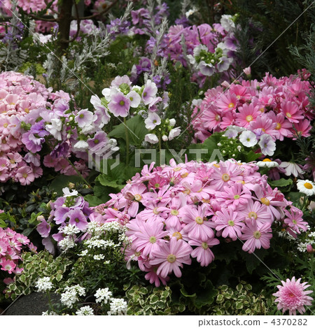 Cineraria and Primula · Obgonica 4370282