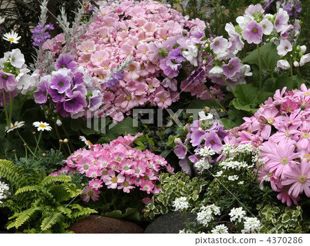 Cineraria and Primula · Obgonica 4370286