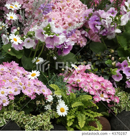 Cineraria and Primula · Obgonica 4370287