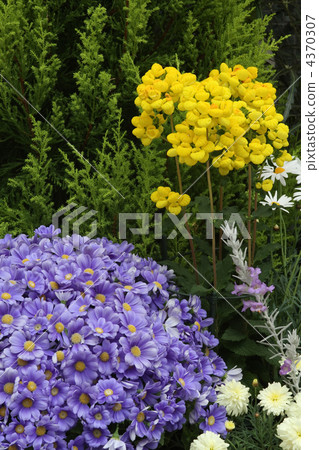Calceoraria and cineraria 4370307