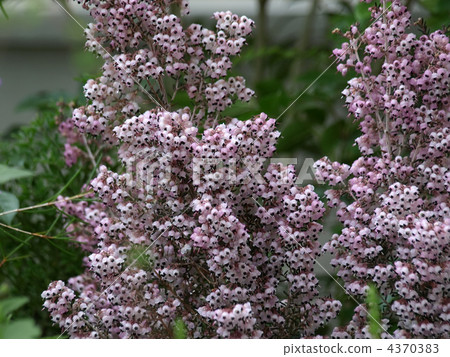 Janome Erika Janome Erika 4370383