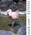 Flamingo  4370391