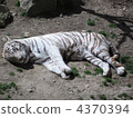 White Tiger   4370394