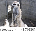 meerkat, terrestrial animal, land mammals 4370395