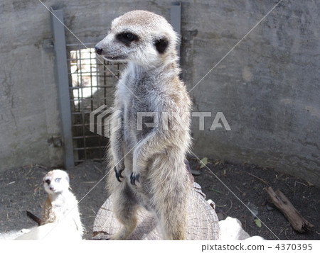海貓 陸生動物 陸上動物 4370395