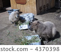 capybara, terrestrial animal, animal 4370398