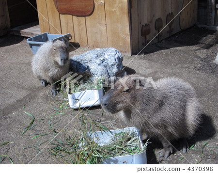 水豚 陸生動物 動物 4370398