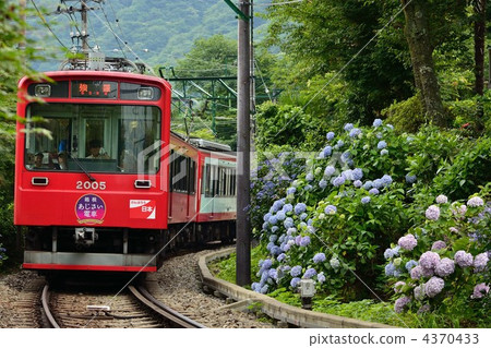 Hydrangea and Hakone Tozan Railway 2000 series 4370433