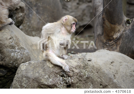 Japanese macaques Japanese macaques 4370618