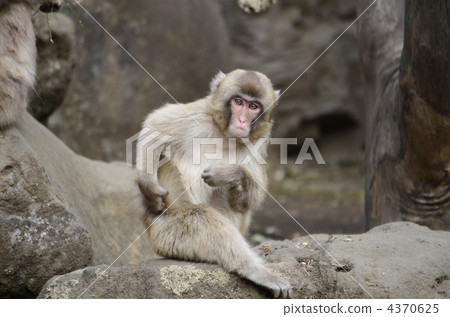 Japanese macaques Japanese macaques 4370625