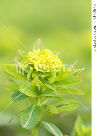 euphorbia, yellow-green, yellowish green 4370670
