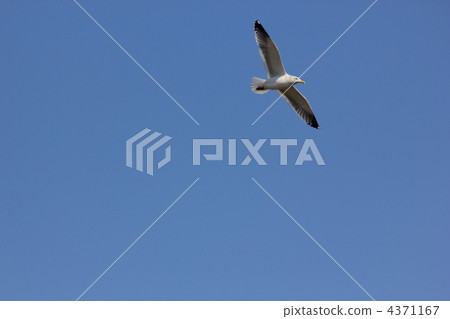 herring gull, waterfront, waterside 4371167