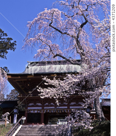 Sakura and Shiogama Shrine Sakura and Shiogama Shrine 4371209