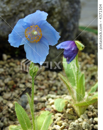 Himalayan's poppy 4371304