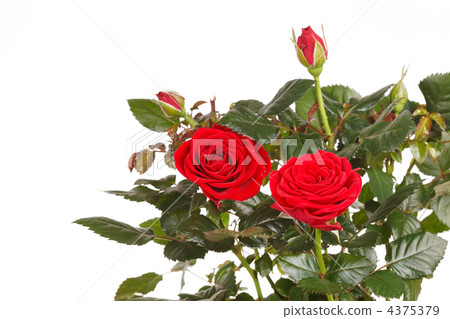 roses in a pot 4375379