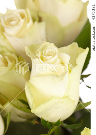 beautiful roses beautiful roses 4375381