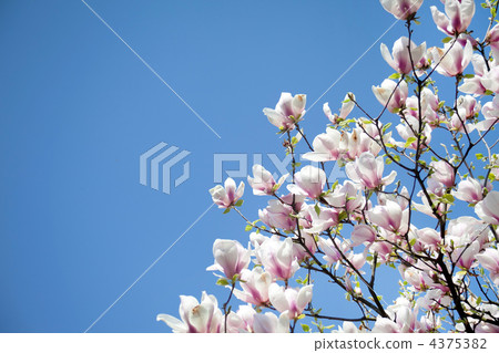 magnolia trees over blue sky 4375382