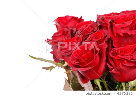 beautiful roses beautiful roses 4375385