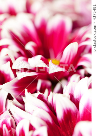 Chrysanthemum Flowers Chrysanthemum Flowers 4375491