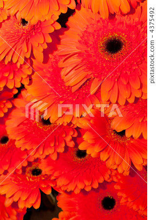 beautiful gerbers beautiful gerbers 4375492