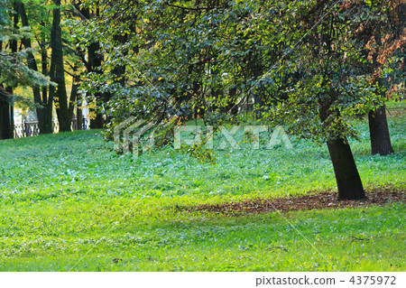 summer park 4375972