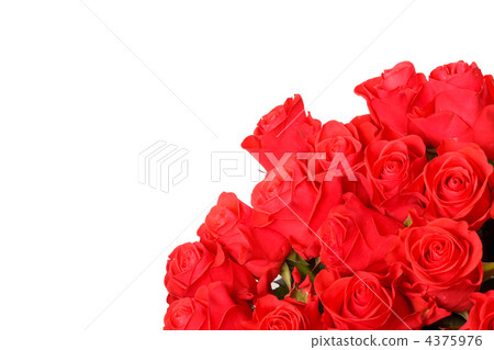 beautiful roses beautiful roses 4375976
