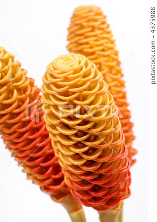 exotic flowers (zingiber spectabile) exotic flowers (zingiber spectabile) 4375988