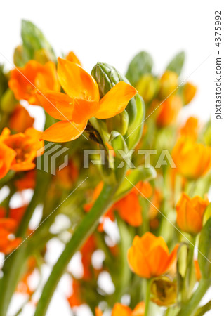 orange freesia orange freesia 4375992