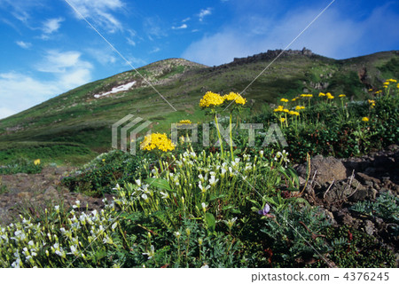 kinreika, alpine plant, daisetsuzan 4376245