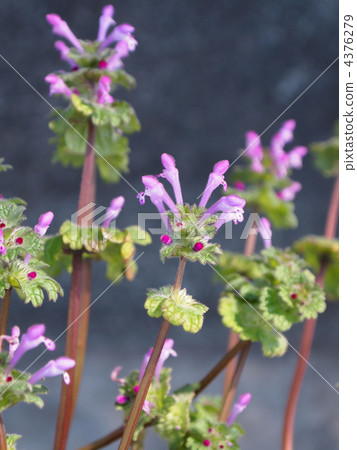 霍托肯諾扎 霍托肯諾扎 4376279