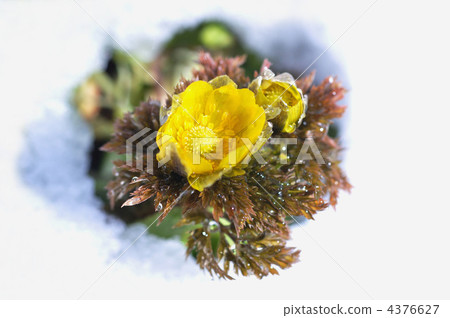 adonis ramosa, thaw, melting snow 4376627