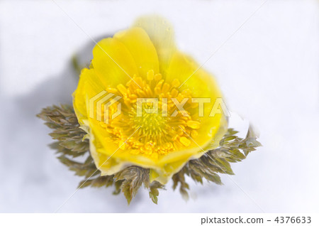 thaw, melting snow, adonis ramosa 4376633
