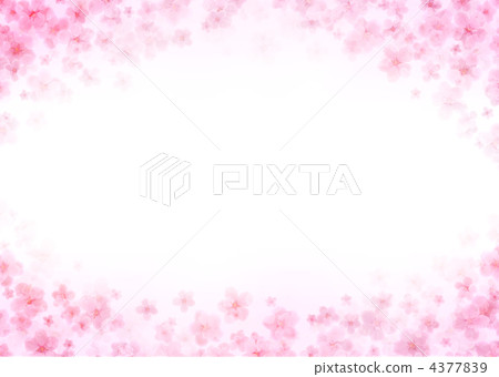 櫻花 櫻 賞櫻 4377839