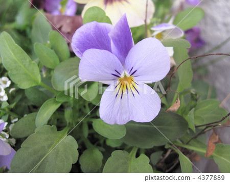 viola, purple, daylight 4377889