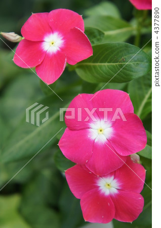 green leaves, garden plant, madagascar periwinkle 4377890