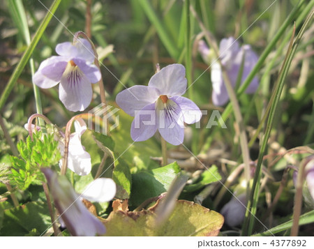 violet, violets, viola 4377892