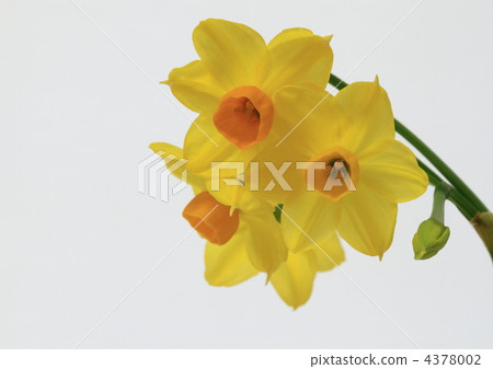 Grand Sole d'Or in Narcissus Grand Sole d'Or in Narcissus 4378002