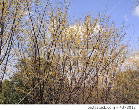 japanese cornel, japanese cornelian cherry, dogwood 4378012