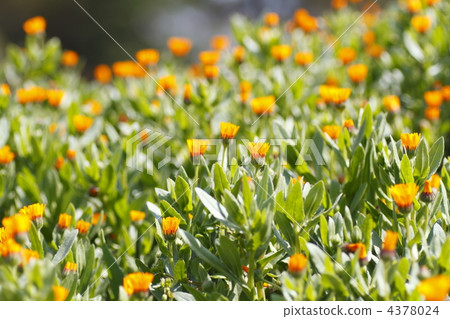 daisy, asteraceae, compositae 4378024