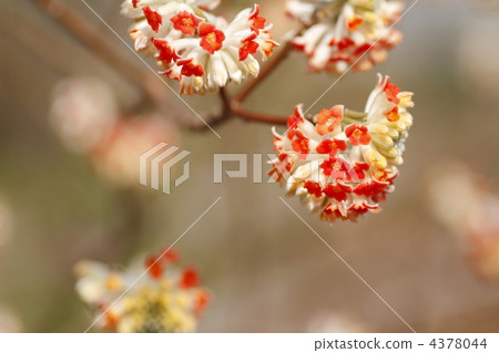 穴口奇棘魚 太平洋黑龍 結香 4378044