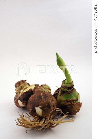 孤挺花鱗莖 孤挺花鱗莖 4378092