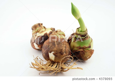 孤挺花鱗莖 4378093