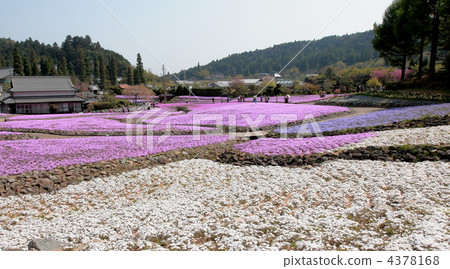 moss phlox, flower garden, flower field 4378168