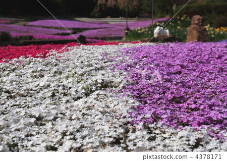 永澤寺 兵庫縣 芝櫻 4378171