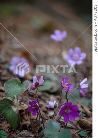漂亮的雪种族 漂亮的雪种族 4378205