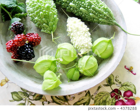 成為綠色窗簾的起重機植物的果實 成為綠色窗簾的起重機植物的果實 4378288