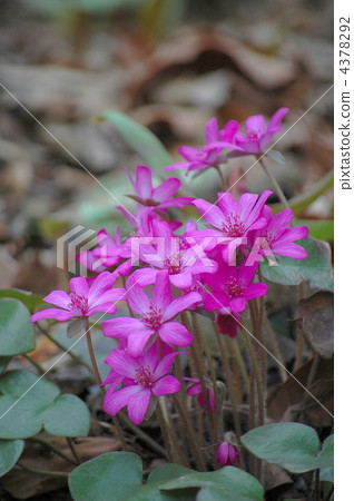 漂亮的雪种族 漂亮的雪种族 4378292