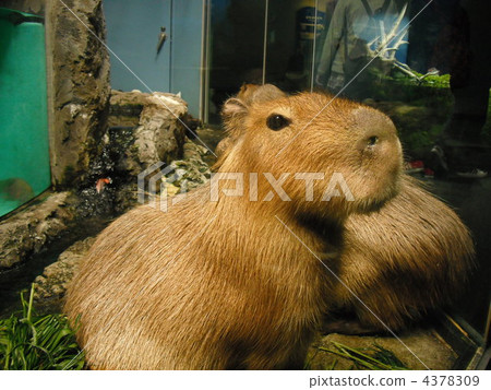 水豚 陸生動物 小動物 4378309