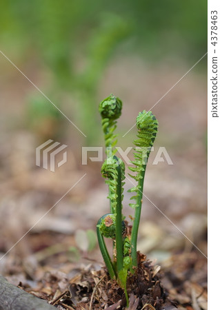 Buds of Qusa Tates 4378463